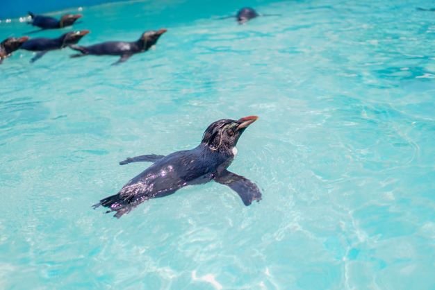 泳ぐイワトビペンギン