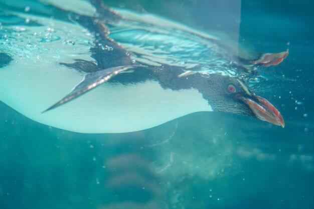水中からイワトビペンギン