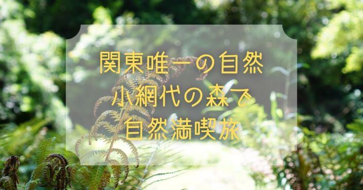 三崎 小網代の森で自然に癒される みさきまぐろきっぷでお得に観光 ゆーかりブログ